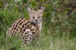 Serval - photo : Thierry Delozier