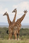Girafes - photo : Thierry Delozier