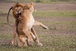 Lion et lionne - photo : Thierry Delozier