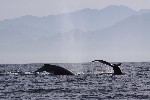 Baleines à bosse - photo : Roger Toutain