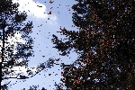 Monarques sur pin oyamel - photo : Roger Toutain