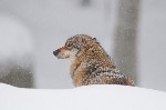 Loup - photo : Dominique Lizer
