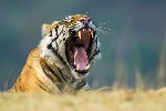 tigre - photo : Dominique Lizer