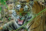 Tigre - photo : Dominique Lizer