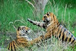 Tigres - photo : Dominique Lizer