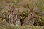 lapins - photo : Thierry Delozier