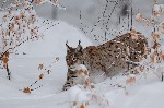 Lynx - photo : Dominique Lizer